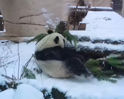 Panda Becomes Moscow Grinch