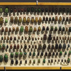 Bugs pinned at the exhibition