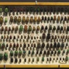 Bugs pinned at the exhibition