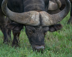 Buffalo is the New Bovine