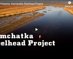 Saving Steelhead in Kamchatka