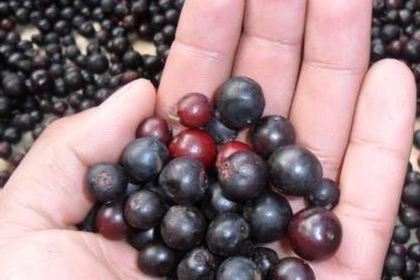 Attack of the Radioactive Berries