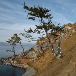 Olkhon Trees