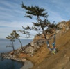 Olkhon Trees