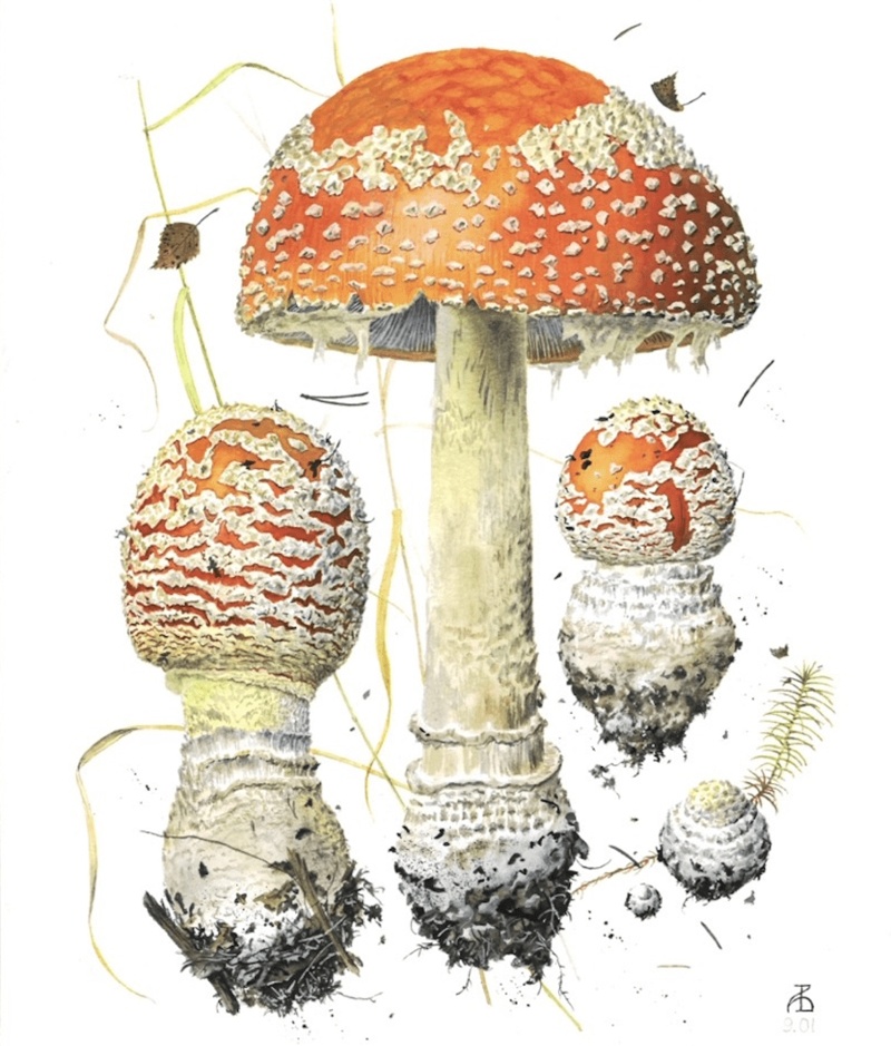 Art Exhibit: Russia's Native Mushrooms: Botanical Watercolors