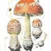 Art Exhibit: Russia's Native Mushrooms: Botanical Watercolors