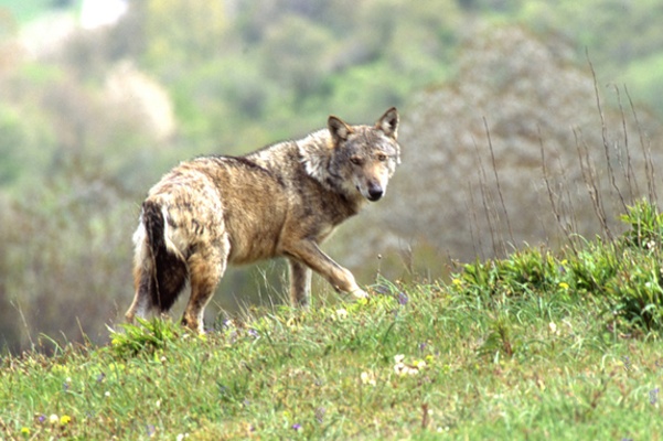 Crying Wolf, for Good Reason