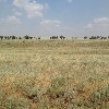 Grasses