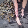 Shells