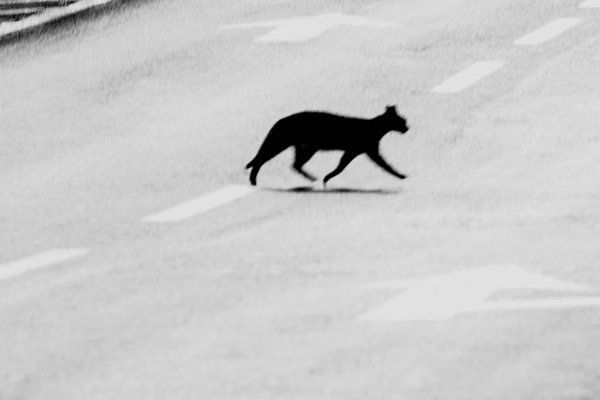 Why Did the Cats Cross the Street?