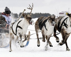Even Reindeer Get the Blues!
