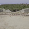 birds_AIV_248.jpg