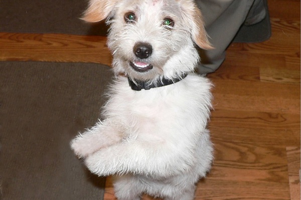 Don't Diss the Dog Days