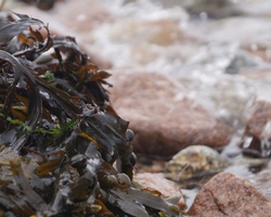 Seaweed, salami, and potatoes on bikes