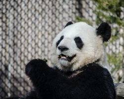 The P.P.P (Professional Panda Predictors)