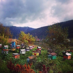 Apiary