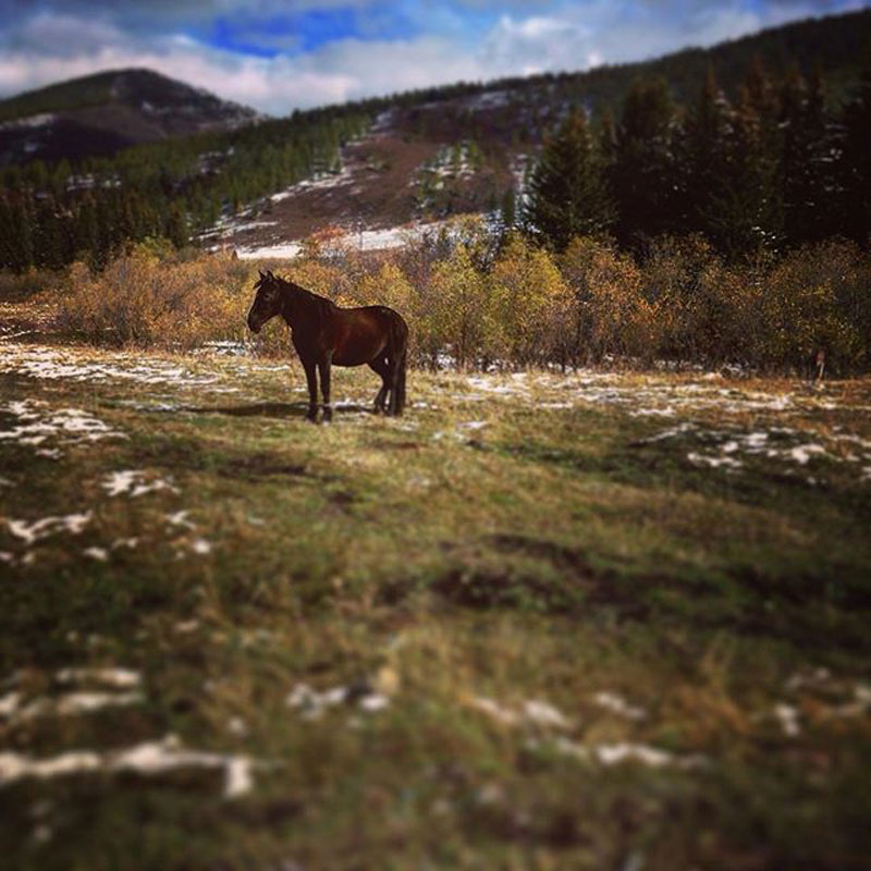 Horse - Russian Life