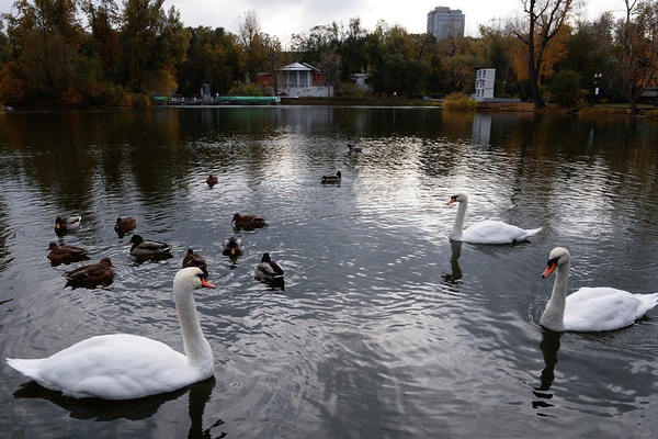Presidents, Olympians, and Feathered Friends