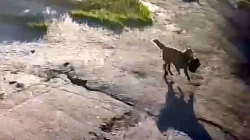 A Dog Has Its Day