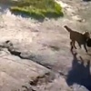 A Dog Has Its Day
